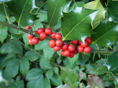 Ilex aquifolium